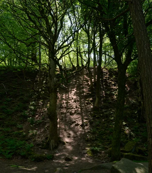 Forest hill light and shadow This landscape photograph captures a rural forest hill in the morning during the spring season. The main subject of the image is the interplay of light and shadow as sunlight streams through the trees, casting distinctive patterns on the sloping ground. The trees are verdant with new leaves, characteristic of spring, and the forest floor is covered in ferns and moss, adding to the natural beauty of the rural woodland setting. The image highlights the rugged terrain of the hill and the density of the trees, with their branching trunks and limbs woven together above. Light filtering through the foliage creates strong shadow effects across the path, emphasizing the tranquil and secluded nature of this forest scene.